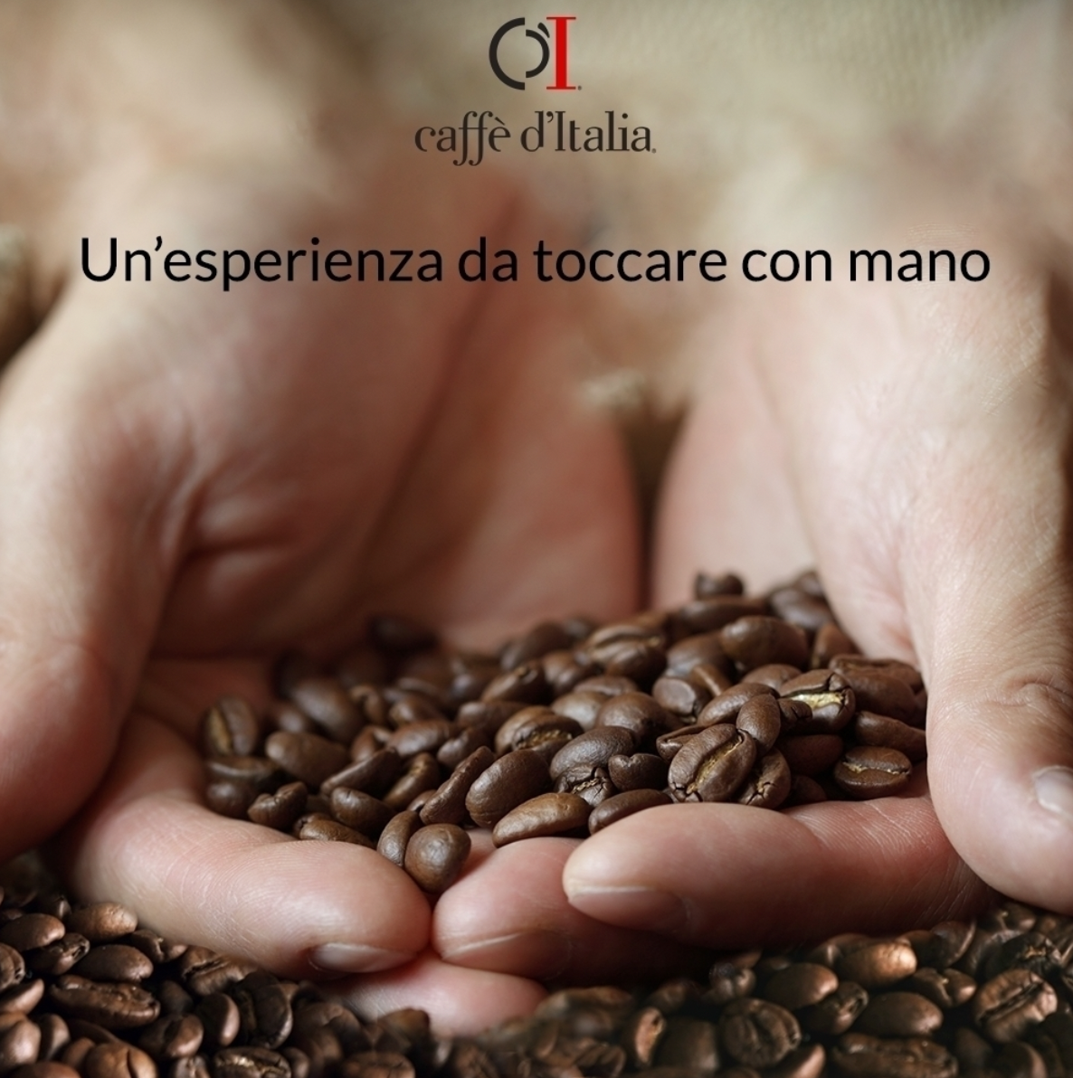 Coffee Beans Caffe D'Italia 777 Mila Baci Box With 6 Kg